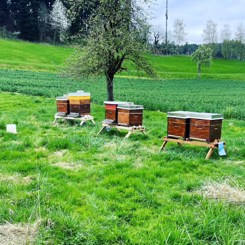 Bienenstände der Imkerei Blütenstaub auf einer grünen Obstwiese